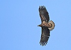 IMG 0425 oern